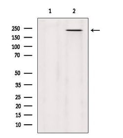Invitrogen MYO5C Polyclonal Antibody 100 &mu;L; Unconjugated:Antibodies,