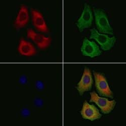 Invitrogen MYO16 Polyclonal Antibody 100 &mu;L; Unconjugated:Antibodies,