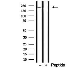 Invitrogen MYO16 Polyclonal Antibody 100 &mu;L; Unconjugated:Antibodies,