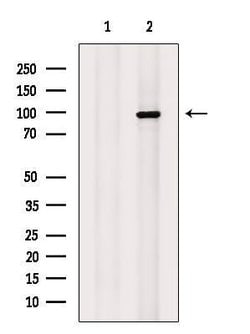 Invitrogen ESCO1 Polyclonal Antibody 100 &mu;L; Unconjugated:Antibodies,