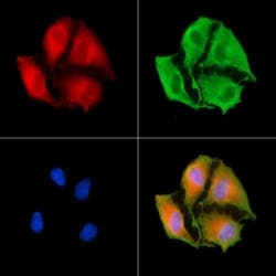 Invitrogen NDUFB3 Polyclonal Antibody 100 &mu;L; Unconjugated:Antibodies,