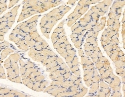 Invitrogen NDUFB3 Polyclonal Antibody 100 &mu;L; Unconjugated:Antibodies,