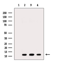 Invitrogen NDUFB3 Polyclonal Antibody 100 &mu;L; Unconjugated:Antibodies,
