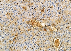 Invitrogen NDUFB5 Polyclonal Antibody 100 μL; Unconjugated:Antibodies,