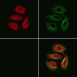 Invitrogen NDUFC1 Polyclonal Antibody 100 &mu;L; Unconjugated:Antibodies,