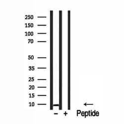 Invitrogen NDUFC1 Polyclonal Antibody 100 &mu;L; Unconjugated:Antibodies,