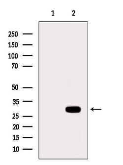 NKp44 Polyclonal Antibody:Antibodies, Polyclonal