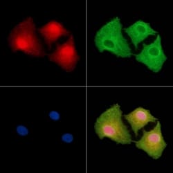 Invitrogen NGRN Polyclonal Antibody 100 &mu;L; Unconjugated:Antibodies,