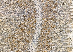 Invitrogen NGRN Polyclonal Antibody 100 &mu;L; Unconjugated:Antibodies,