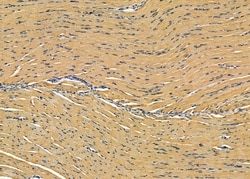 Invitrogen NGRN Polyclonal Antibody 100 &mu;L; Unconjugated:Antibodies,
