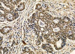Invitrogen NGRN Polyclonal Antibody 100 &mu;L; Unconjugated:Antibodies,