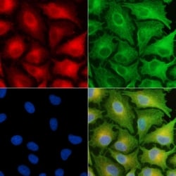 Invitrogen Neurensin 2 Polyclonal Antibody 100 &mu;L; Unconjugated:Antibodies,