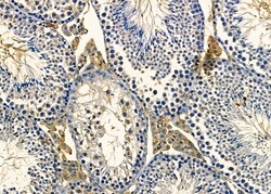 Invitrogen Neurensin 2 Polyclonal Antibody 100 &mu;L; Unconjugated:Antibodies,