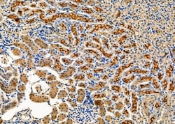 Invitrogen NXPH2 Polyclonal Antibody 100 &mu;L; Unconjugated:Antibodies,