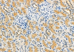 Invitrogen NXPH2 Polyclonal Antibody 100 &mu;L; Unconjugated:Antibodies,