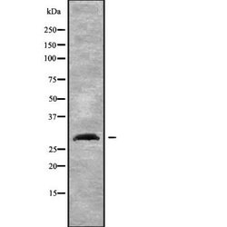 Invitrogen NXPH2 Polyclonal Antibody 100 &mu;L; Unconjugated:Antibodies,