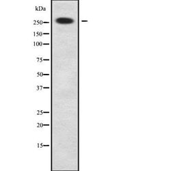 Invitrogen NBAS Polyclonal Antibody 100 &mu;L | Buy Online | Invitrogen&trade; | Fisher Scientific