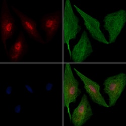 Invitrogen NAV2 Polyclonal Antibody 100 &mu;L; Unconjugated:Antibodies,