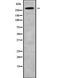 Invitrogen NAV2 Polyclonal Antibody 100 &mu;L; Unconjugated:Antibodies,