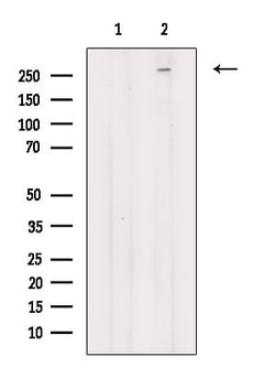 Invitrogen NAV3 Polyclonal Antibody 100 &mu;L; Unconjugated:Antibodies,