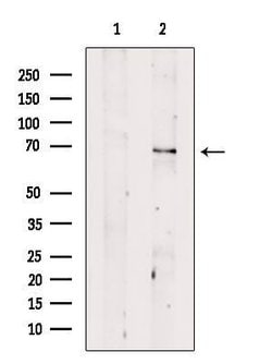 Invitrogen CHRNB4 Polyclonal Antibody 100 &mu;L; Unconjugated:Antibodies,