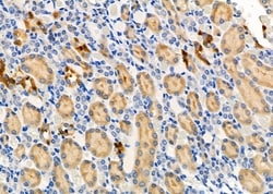 Invitrogen NTS Polyclonal Antibody 100 &mu;L; Unconjugated:Antibodies,