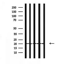 Invitrogen NTS Polyclonal Antibody 100 &mu;L; Unconjugated:Antibodies,