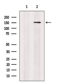 Invitrogen Nidogen 2 Polyclonal Antibody 100 &mu;L; Unconjugated:Antibodies,