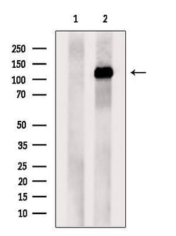 Invitrogen NUP133 Polyclonal Antibody 100 &mu;L; Unconjugated:Antibodies,