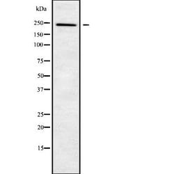 Invitrogen NUP205 Polyclonal Antibody 100 &mu;L; Unconjugated:Antibodies,
