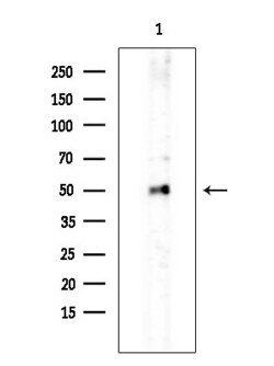Invitrogen SC65 Polyclonal Antibody 100 &mu;L; Unconjugated:Antibodies,