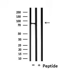 Invitrogen NOL11 Polyclonal Antibody 100 &mu;L; Unconjugated:Antibodies,