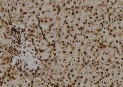Invitrogen OAZ2 Polyclonal Antibody 100 &mu;L | Buy Online | Invitrogen&trade; | Fisher Scientific