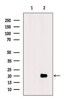 Invitrogen OAZ3 Polyclonal Antibody 100 &mu;L; Unconjugated:Antibodies,