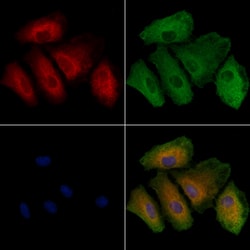 Invitrogen PAOX Polyclonal Antibody 100 &mu;L; Unconjugated:Antibodies,