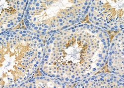 Invitrogen PAOX Polyclonal Antibody 100 &mu;L; Unconjugated:Antibodies,