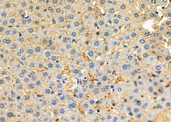 Invitrogen PAOX Polyclonal Antibody 100 &mu;L; Unconjugated:Antibodies,