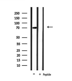 Invitrogen PAOX Polyclonal Antibody 100 &mu;L; Unconjugated:Antibodies,