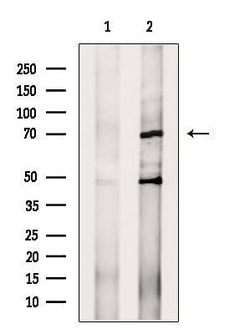 Invitrogen PEX5 Polyclonal Antibody 100 &mu;L; Unconjugated:Antibodies,