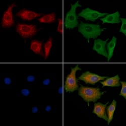 Invitrogen PEX12 Polyclonal Antibody 100 &mu;L; Unconjugated:Antibodies,