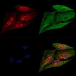 Invitrogen PEX12 Polyclonal Antibody 100 &mu;L; Unconjugated:Antibodies,