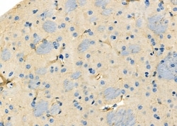 Invitrogen PEX12 Polyclonal Antibody 100 &mu;L; Unconjugated:Antibodies,