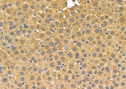 Invitrogen PEX12 Polyclonal Antibody 100 &mu;L; Unconjugated:Antibodies,