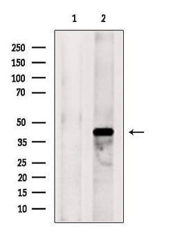 Invitrogen PEX12 Polyclonal Antibody 100 &mu;L; Unconjugated:Antibodies,