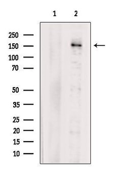 Invitrogen PREX1 Polyclonal Antibody 100 &mu;L | Buy Online | Invitrogen&trade; | Fisher Scientific