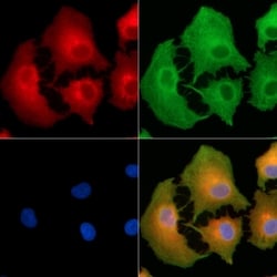 Invitrogen INPP5J Polyclonal Antibody 100 &mu;L; Unconjugated:Antibodies,