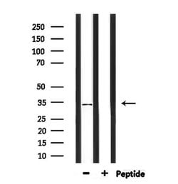 Invitrogen PIGC Polyclonal Antibody 100 &mu;L; Unconjugated:Antibodies,