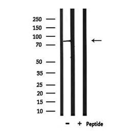 Invitrogen PIGQ Polyclonal Antibody 100 &mu;L; Unconjugated:Antibodies,