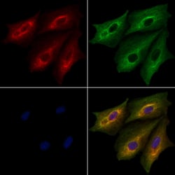 Invitrogen PITPN Polyclonal Antibody 100 &mu;L; Unconjugated:Antibodies,