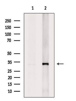 Invitrogen PITPN Polyclonal Antibody 100 &mu;L; Unconjugated:Antibodies,